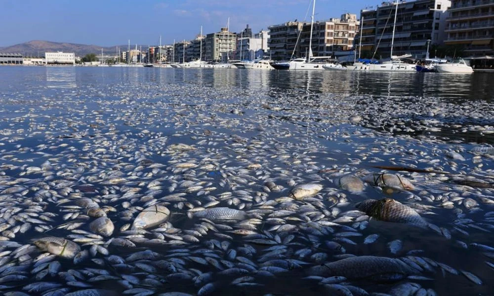 Εισαγγελική παρέμβαση για τα νεκρά ψάρια στον Παγασητικό